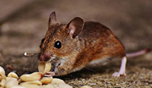 24 Hour & Emergency Exterminators in Agoura Hills, CA